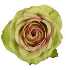 Rozen per stuk