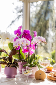 Melodiez Nature Sounds | hout