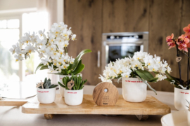 Melodiez Nature Sounds | donkerhout