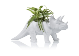 Triceratops plantosaurus