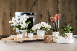 Melodiez Nature Sounds | donkerhout