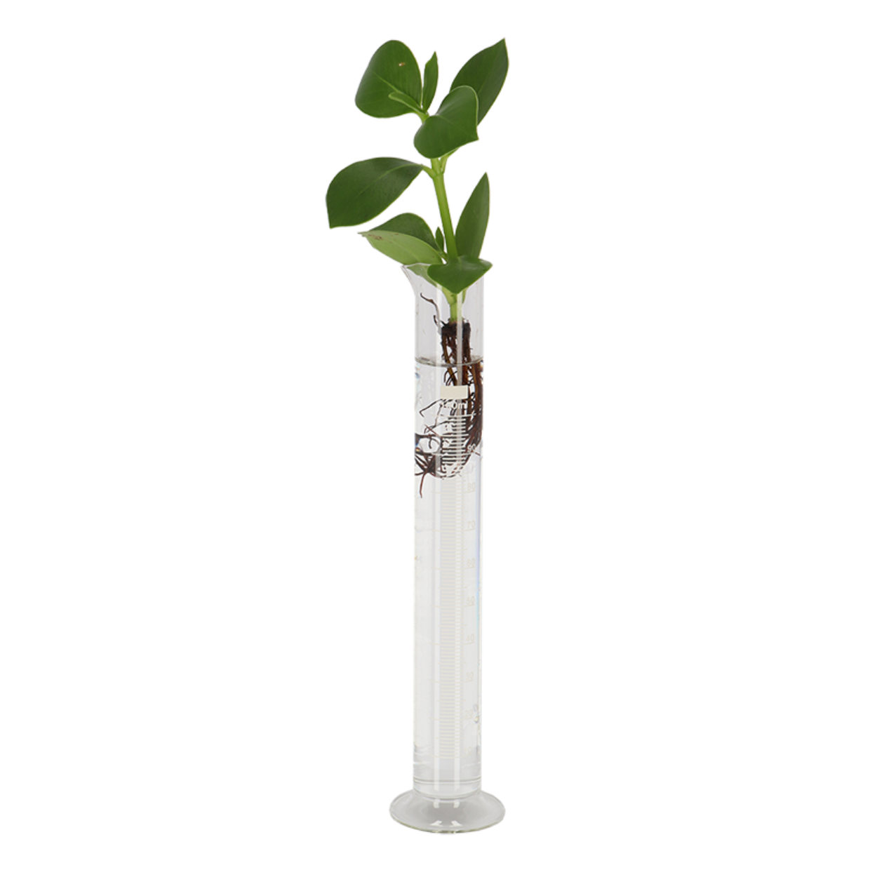 Platbodem Maatcilinder met voet 100 ML
