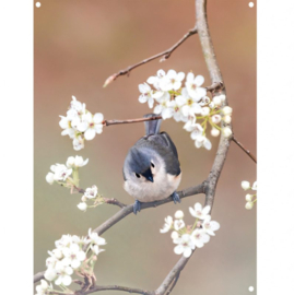 Label-R Tuinposter Amerikaanse Matkop