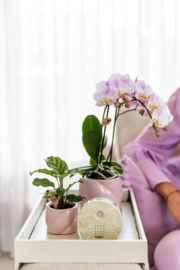 Melodiez Nature Sounds | natuursteen