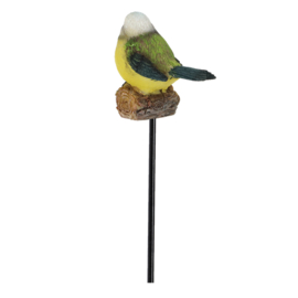 Tuinsteker Pimpelmees