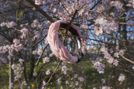 Hair braid ‘sweet pink’