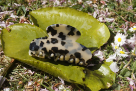 Hair claw ‘leopard’ 