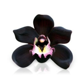 Geurolie - Black Orchid