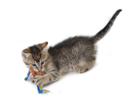 Petstages Catnip Dental Health Chew