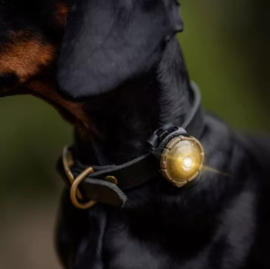 Orbiloc dual dog Gold
