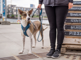 DOG Copenhagen Comfort Walk Pro Harnas Rood