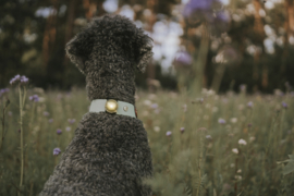 Orbiloc dual dog Gold