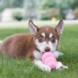 Kong puppy