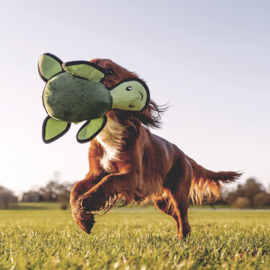 Becopets Turtle