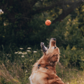 becopets fetch ball