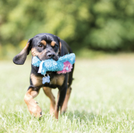 KONG Cozie Hond M