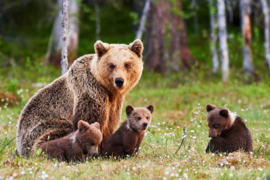 Bruine beer/grizzly beer