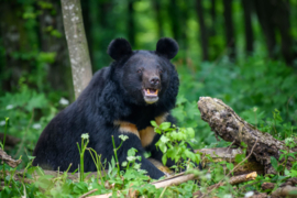 Aziatische zwarte beer/kraagbeer