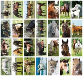 Stickers paarden - serie 126