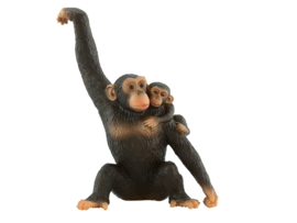 Chimpansee met jong