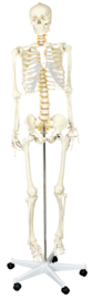 Menselijk skelet 170 cm