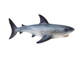 Zeedier haai