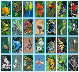 Stickers Vlinders en vogels - serie 35