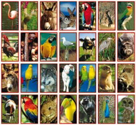 Stickers dieren - serie 28
