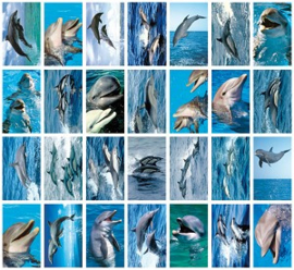 Stickers dolfijnen - serie 135