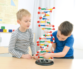 DNA-model