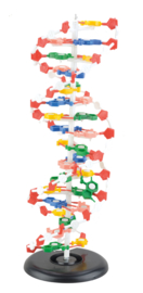 DNA-model