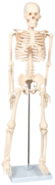 Skelet in plexiglas - hagedis