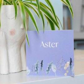 Bloemen | Aster | 13 maart 2024