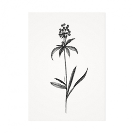 Mélisse Prints | De zwarte bes