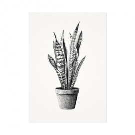 Mélisse Prints | De sanseveria