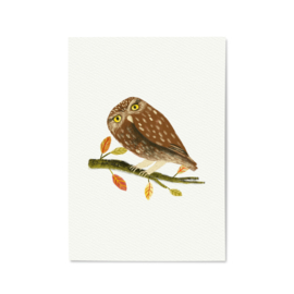 A5 print | Barn owl