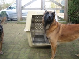 Ex. Politie Grote Beige Honden Bench gebruikt i.z.g.s.