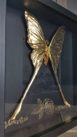 24ct Gold Leaf Argema Mittrei (male) - in museum box / frame 25 x 25cm RMS32