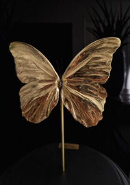 Butterfly Dome with 24ct gold plated Morpho Didius butterfly 32cm RMS04