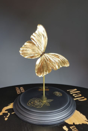 Butterfly Dome with 24ct gold plated Morpho Didius butterfly Deluxe 32cm RMS44