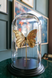 Goldplated Butterfly & Taxidermy Art