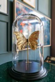 Butterfly Dome with 24ct gold plated Morpho Didius butterfly 32cm RMS04