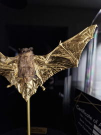 24ct Gold Leaf gilded Bat under dome RMS51