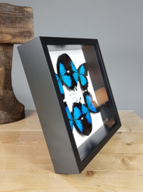 "Blue Emperor" Papilio Ulysses Butterfly Artwork - in museum box / frame 25 x 25cm RMS21