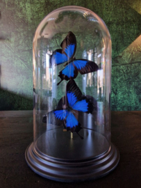 Butterfly Dome with 2 Blue Emperor butterflies 32cm RMV05