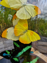 Butterfly Dome Various Colors under large Dome 42cm RMV66