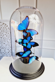 Butterfly Dome with 5 various A1 quality butterflies 42cm RMV31