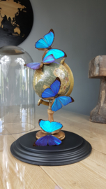 Butterfly Dome with Morpho Menelaus butterflies on Globe 42cm RMS05