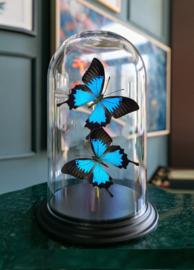 Butterfly Dome with 2 Blue Emperor butterflies 32cm RMV05