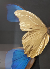 24ct Goldplated Morpho Didius Butterfly Artwork - in museum box 25 x 25cm RMS20